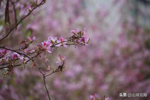 春风不解意，何故落花来