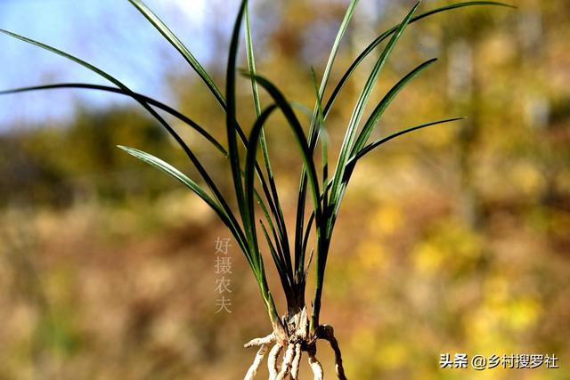 兰花养护挑战，应对有根无叶与有叶无根的极端案例